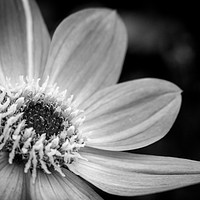 Buy canvas prints of The Dahlia Flower by Stewart Nicolaou