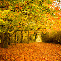 Buy canvas prints of Autumn Leaves by Stewart Nicolaou