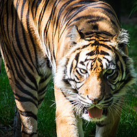 Buy canvas prints of Sumatran Tiger by Stewart Nicolaou