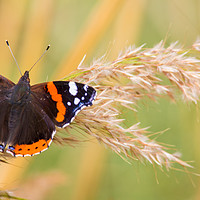 Buy canvas prints of The Red Admiral Buterfly by Stewart Nicolaou