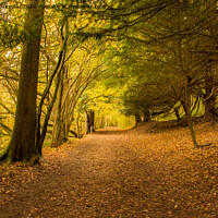 Buy canvas prints of Autumnal Woodland walk  by Stewart Nicolaou