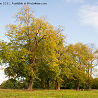 Buy canvas prints of Autumnal Trees by Stewart Nicolaou