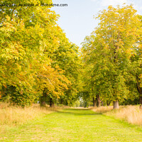 Buy canvas prints of An Autumnal Walk In The Kent Countryside  by Stewart Nicolaou