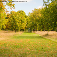 Buy canvas prints of An Autumnal Walk In The Garden of England by Stewart Nicolaou