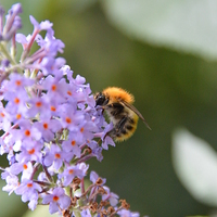Buy canvas prints of Bumble bee on Buddleia by Lindsay Read