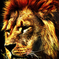 Buy canvas prints of Leo the Lion by Andrew Pettey