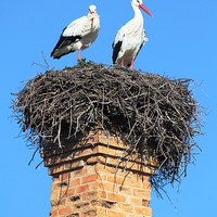 Buy canvas prints of Storks by Luís Barriga