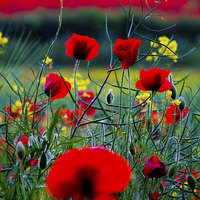 Buy canvas prints of Poppy Field by Colin Brittain