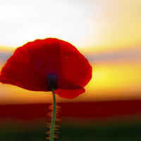Buy canvas prints of Single Poppy by Colin Brittain