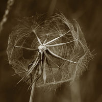 Buy canvas prints of Dandelion by Colin Brittain