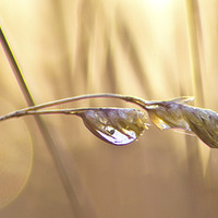 Buy canvas prints of Dew drops by Colin Brittain