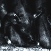 Buy canvas prints of Piglets at Folly Farm by Mark Williams
