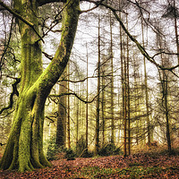 Buy canvas prints of The Green Tree in Wentwood Forest by John Pinkstone