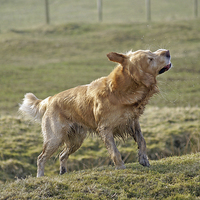 Buy canvas prints of Wet Golden Retriever Shaking by James Taylor