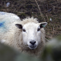 Buy canvas prints of Lonley Sheep by James Taylor