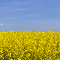 Buy canvas prints of Wind Turbine in field of yellow by James Taylor