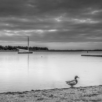 Buy canvas prints of  Lone Duck, Hickling Broad by James Taylor