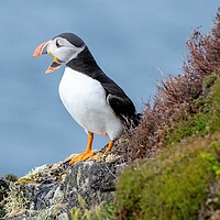 Buy canvas prints of Puffin by Jason Moss