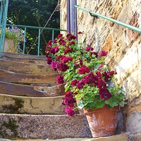 Buy canvas prints of Worn steps and flowerpots by Jason Moss