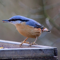 Buy canvas prints of Nuthatch by Jason Moss