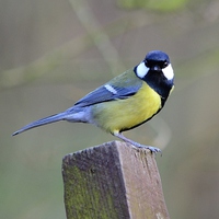Buy canvas prints of Great Tit by Jason Moss