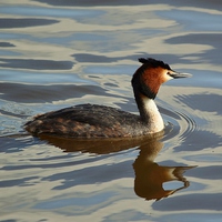 Buy canvas prints of Great Crested Grebe  (Podiceps Cristatus) by Jason Moss