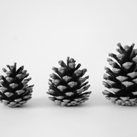 Buy canvas prints of Pine Cone Trio by Jason Moss