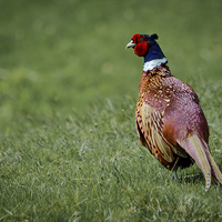 Buy canvas prints of  Pheasant by Jason Moss