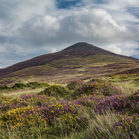 Buy canvas prints of  Heather Mountain by Jason Moss