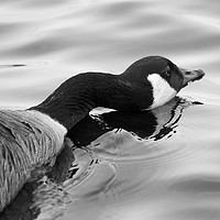 Buy canvas prints of Long Necked Goose by Jason Moss