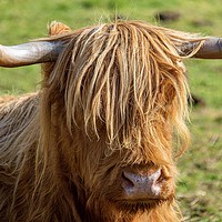 Buy canvas prints of Heilan Coo by Jason Moss