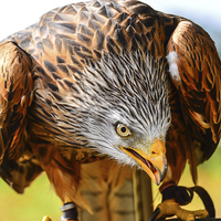 Buy canvas prints of bird of prey red kite by nick wastie