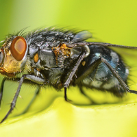 Buy canvas prints of macro shot of common fly by nick wastie