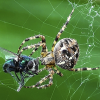 Buy canvas prints of the fly and the spider by nick wastie