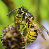 Buy canvas prints of common wasp by nick wastie
