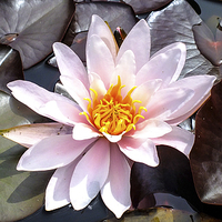 Buy canvas prints of water lilly by nick wastie
