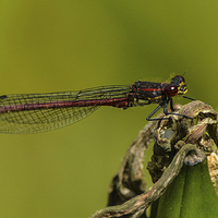 Buy canvas prints of damsel fly by nick wastie