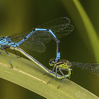 Buy canvas prints of damsel flys by nick wastie