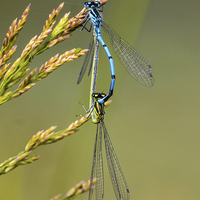 Buy canvas prints of damsel fly by nick wastie