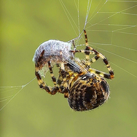 Buy canvas prints of common spider by nick wastie