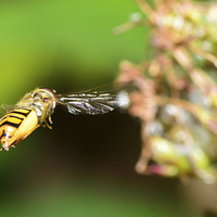 Buy canvas prints of flying hover fly by nick wastie
