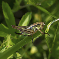 Buy canvas prints of horned grasshopper by nick wastie