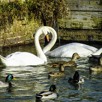 Buy canvas prints of beautiful swans by nick wastie