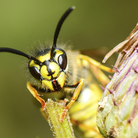 Buy canvas prints of wasp face by nick wastie