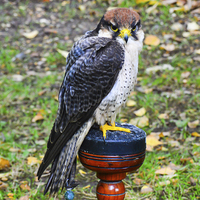 Buy canvas prints of perigrine falcon by nick wastie