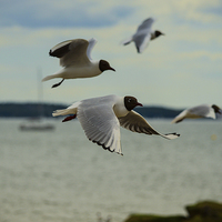 Buy canvas prints of black headed gulls by nick wastie