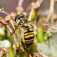 Buy canvas prints of hover fly by nick wastie