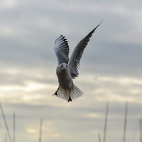 Buy canvas prints of seagull posing by nick wastie