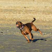Buy canvas prints of dog on beach by nick wastie