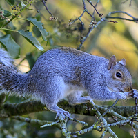 Buy canvas prints of common squirrel by nick wastie